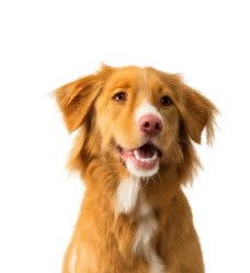 Área Pet Equilíbrio